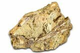 Fossil Hadrosaur Chevron Bone and Tendons in Sandstone - Wyoming #371514-3
